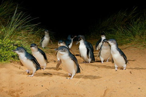 [Private Tour] â€œPenguin Paradeâ€ Phillip Island Tour. - Attractions Melbourne 2