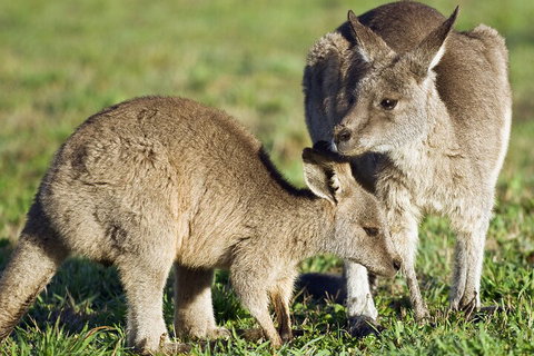 LGBT+ Friendly Full Day Phillip Island Private Tour - Attractions Melbourne 3