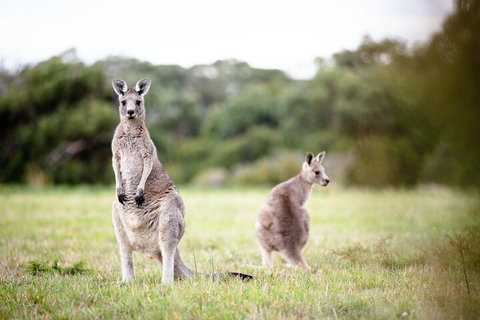 LGBT+ Friendly 3 Day Tour The Grampians, Daylesford & Ballarat - Attractions Melbourne 2