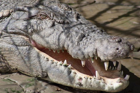 Whitsunday Crocodile Safari Including Lunch - Attractions Melbourne 1