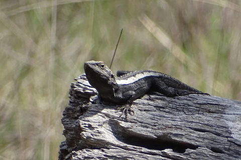 Inside The Greater Blue Mountains World Heritage - A Private Wildlife Safari Overnight - Attractions Melbourne 2