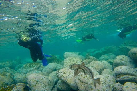Manly And Shelly Beach Snorkeling Tour - Attractions Melbourne 1