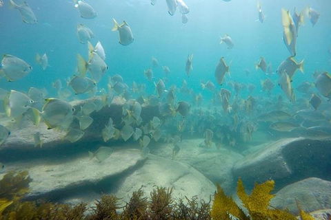 Manly And Shelly Beach Snorkeling Tour - Attractions Melbourne 2