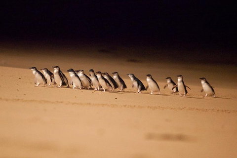 The Ultimate Melbourne Attractions Pass - Attractions Melbourne 5