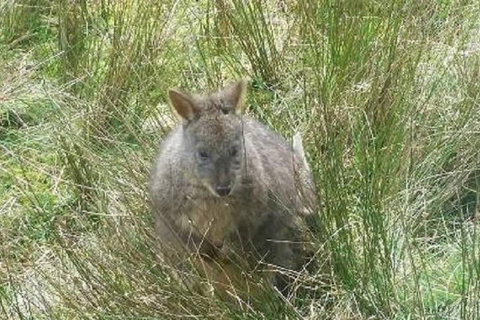 Leven Canyon Day Trip Including Wings Wildlife Park Or Gunns Plains Caves - Attractions Melbourne 3