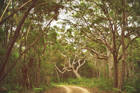 Day Trip To Cronulla & The Royal National Park - Attractions Melbourne 5