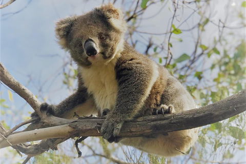 Kangaroo Island Scenic Trail Tour - Attractions Melbourne 2