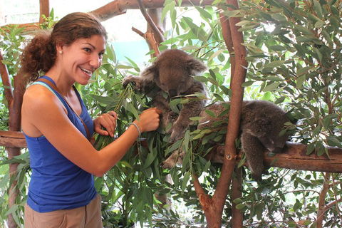 Pinnacles Desert, Koalas And Sandboarding 4WD Day Tour From Perth - Attractions Melbourne 5