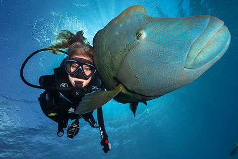 Great Barrier Reef Snorkeling And Diving Cruise From Cairns - Attractions Melbourne 0