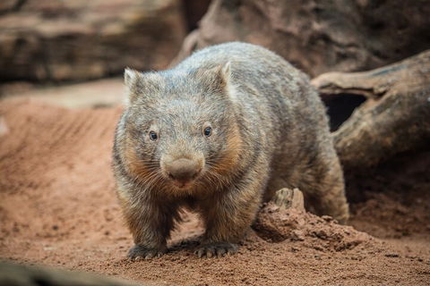 WILD LIFE Sydney Entrance Ticket - Attractions Melbourne 0