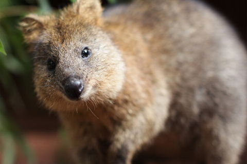WILD LIFE Sydney Entrance Ticket - Attractions Melbourne 4