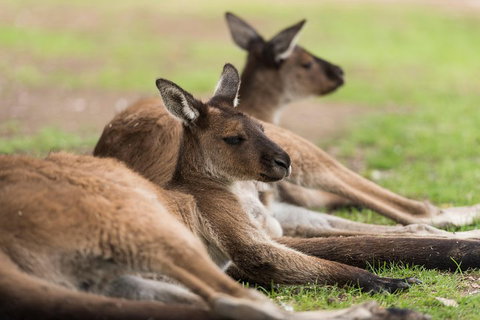 Private Ballarat And Sovereign Hill Tour From Melbourne - Attractions Melbourne 0