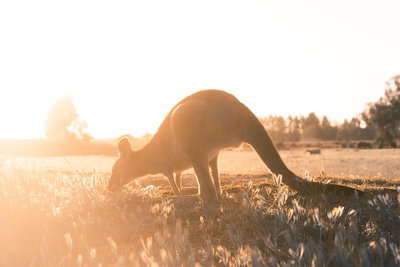 Small Group Mornington Peninsula Hike and Hot Springs Day Tour from Melbourne