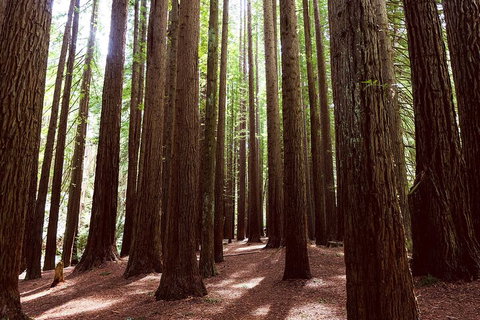 Small Group - Yarra Valley & Dandenong Ranges Hike From Melbourne - Attractions Melbourne 5