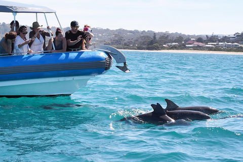 Seal Island Boat Tour From Victor Harbor - Attractions Melbourne 5