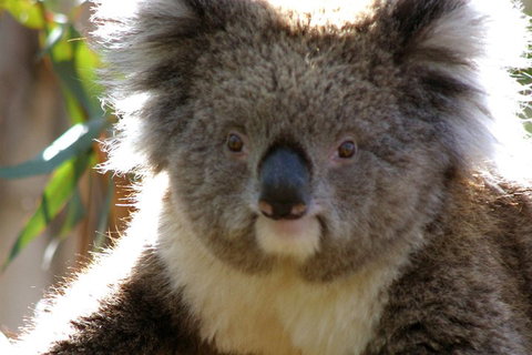 Melbourne Super Saver: Great Ocean Road + Phillip Island + Attraction Pass - Attractions Melbourne 3