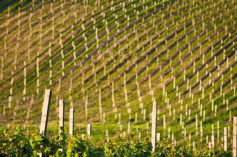 Melbourne Super Saver: Great Ocean Road + Mornington Peninsula + Attraction Pass - Attractions Melbourne 1