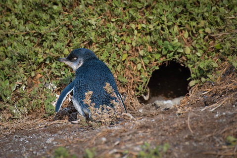 Small-Group Phillip Island Penguin Parade Day Tour From Melbourne - Attractions Melbourne 1