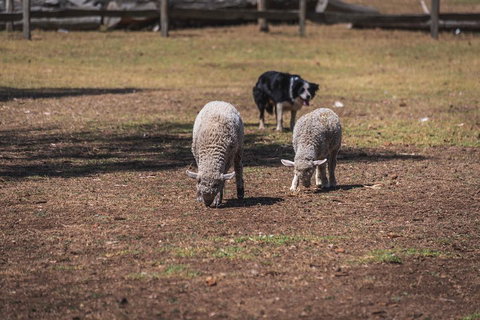 Small-Group Phillip Island Penguin Parade Day Tour From Melbourne - Attractions Melbourne 2
