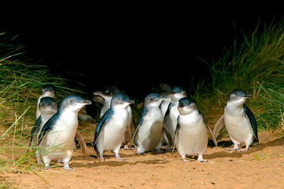 Puffing Billy Moonlit Sanctuary  Penguins Day Tour