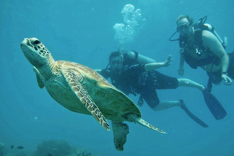 Ocean Freedom Great Barrier Reef Personal Luxury Snorkel & Dive Cruise, Cairns - Attractions Melbourne 4