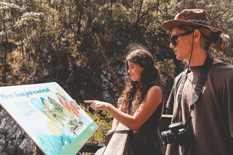 Springbrook AndTamborine Rainforest Tour Incl Natural Bridge And Glow Worm Cave - Attractions Melbourne 0