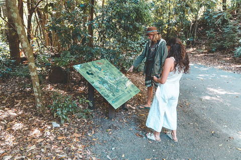 Springbrook AndTamborine Rainforest Tour Incl Natural Bridge And Glow Worm Cave - Attractions Melbourne 5
