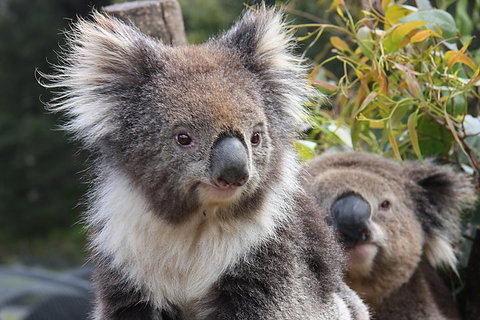 Kuranda Koala Gardens And Birdworld Admission Tickets - Attractions Melbourne 0