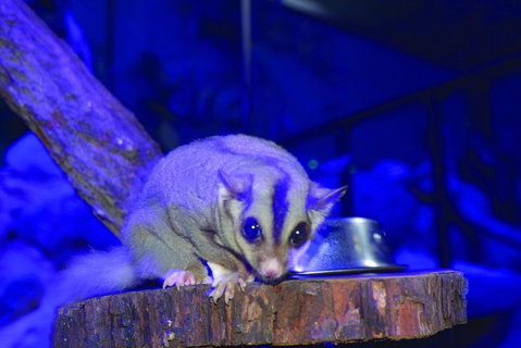 Kuranda Koala Gardens And Birdworld Admission Tickets - Attractions Melbourne 1