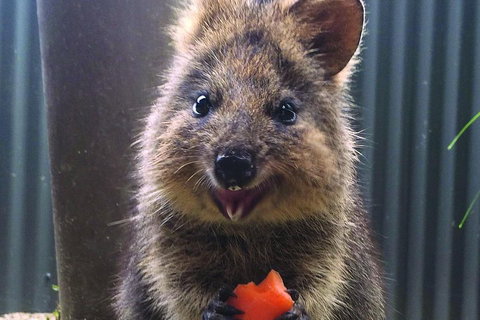 Kuranda Koala Gardens And Birdworld Admission Tickets - Attractions Melbourne 2