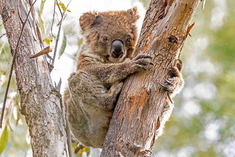 Wild Australian Wildlife 4WD Tour From Sydney - Attractions Melbourne 1