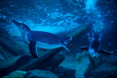 SEA LIFE Sunshine Coast Aquarium Entrance Ticket - Attractions Melbourne 1