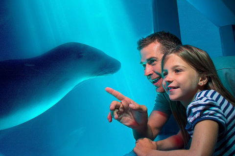 SEA LIFE Sunshine Coast Aquarium Entrance Ticket - Attractions Melbourne 2