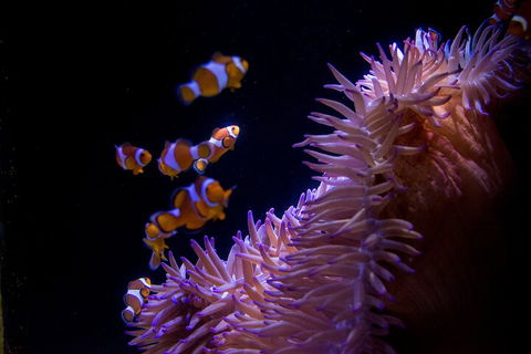 SEA LIFE Sunshine Coast Aquarium Entrance Ticket - Attractions Melbourne 5