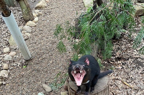 Featherdale Wildlife Park General Admission - Attractions Melbourne 1