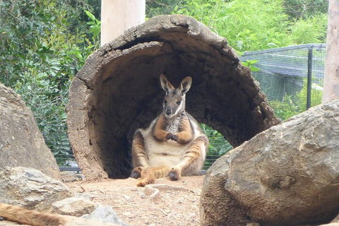 Featherdale Wildlife Park General Admission - Attractions Melbourne 2