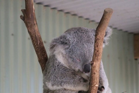 Featherdale Wildlife Park General Admission - Attractions Melbourne 3