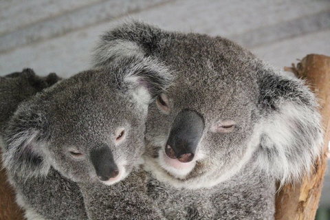 Featherdale Wildlife Park General Admission - Attractions Melbourne 4