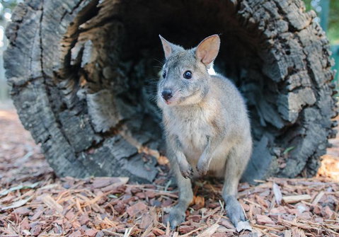 Featherdale Wildlife Park General Admission - Attractions Melbourne 5