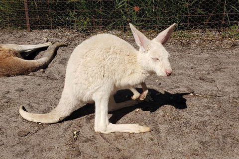 Very Best Of Perth Tour - Wildlife Park & City Highlights Tour - Attractions Melbourne 3
