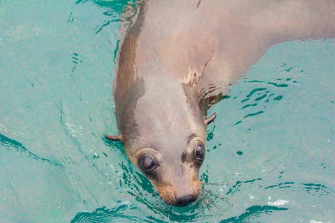 Wilsons Promontory Full Day Cruise - Attractions Melbourne 0