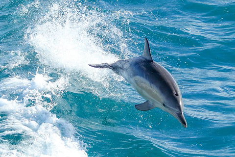 Wilsons Promontory Full Day Cruise - Attractions Melbourne 1