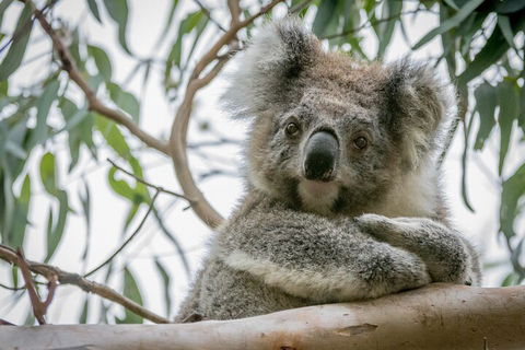 Great Ocean Road & Grampians National Park Tour - 3 Days, 2 Nights - Attractions Melbourne 2