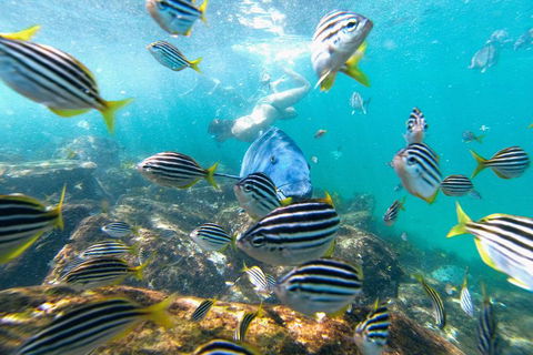 Manly Snorkel Trip And Nature Walk With Local Guide - Attractions Melbourne 2