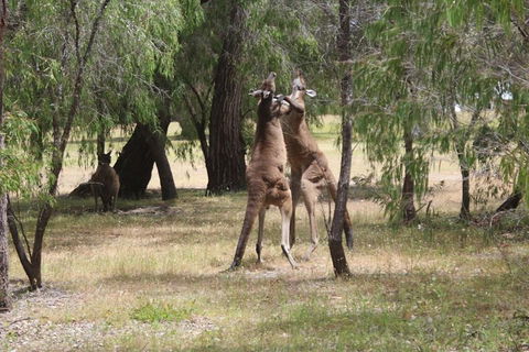 Margaret River Coastal And Wildlife Eco Trip From Busselton Or Dunsborough - Attractions Melbourne 1