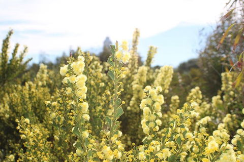 Margaret River Coastal And Wildlife Eco Trip From Busselton Or Dunsborough - Attractions Melbourne 4